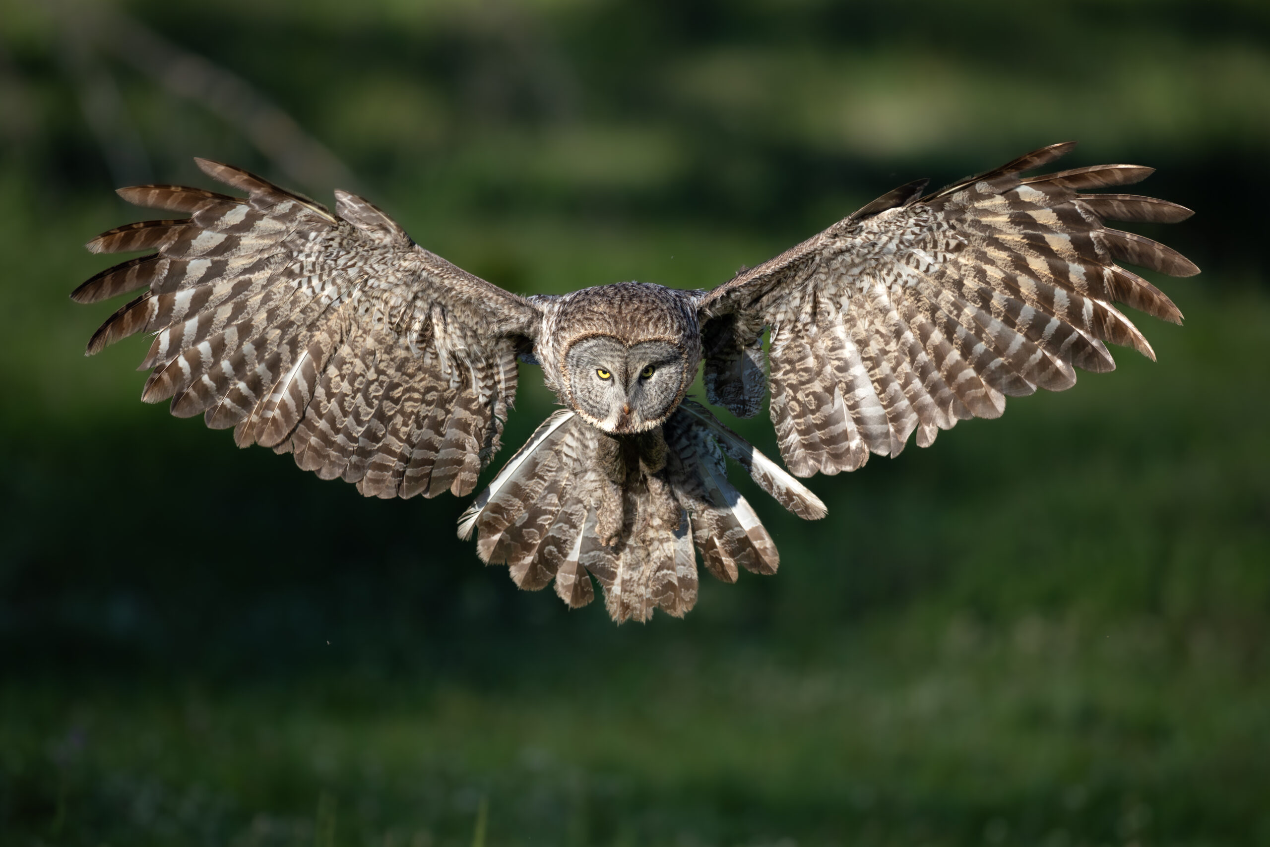 Great Gray owl wings wide open 