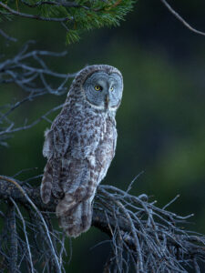 The Silent Ghost of Yosemite: Photographing Great Gray Owls