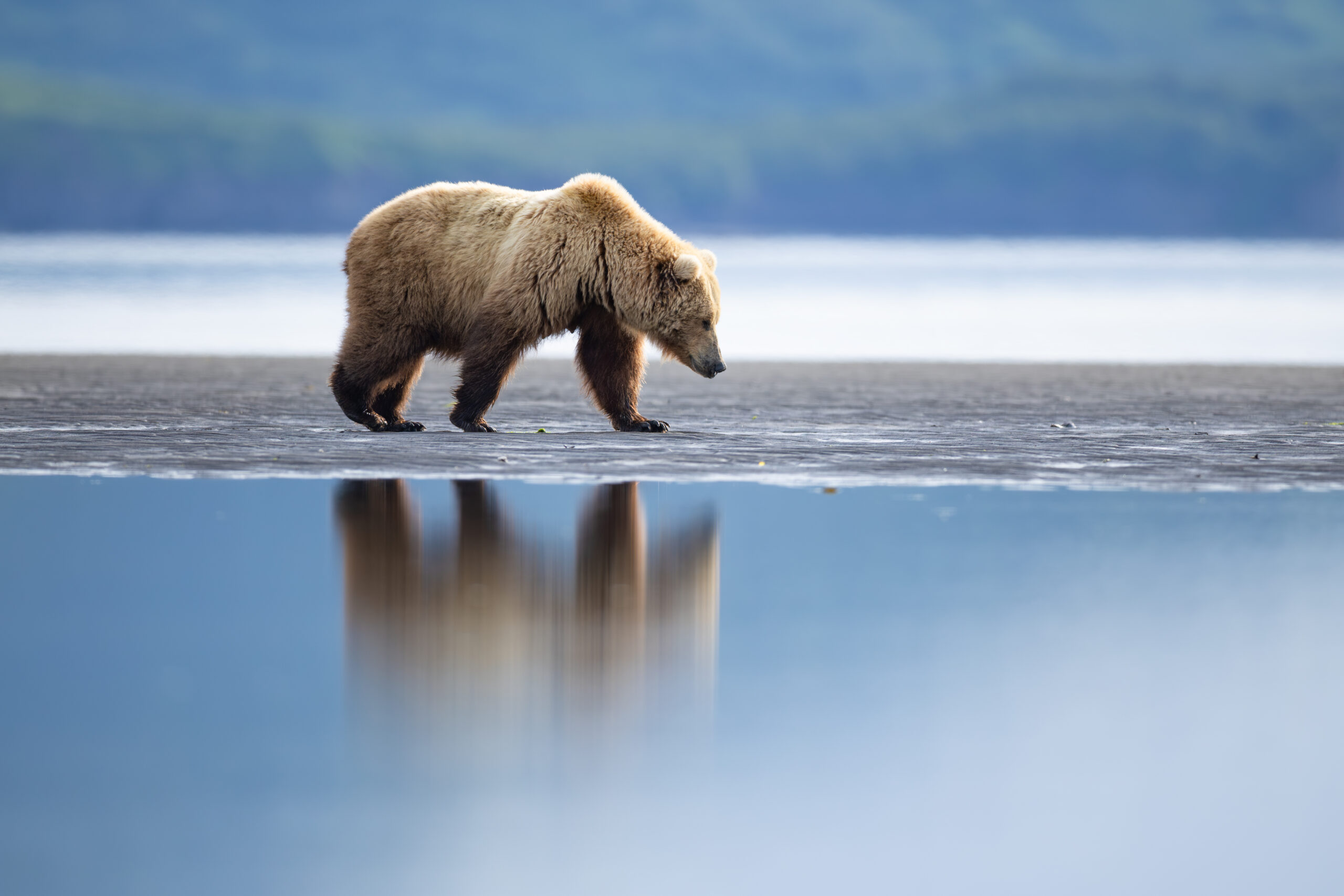 Coastal Brown bear walking on shores of Katmai National Park.