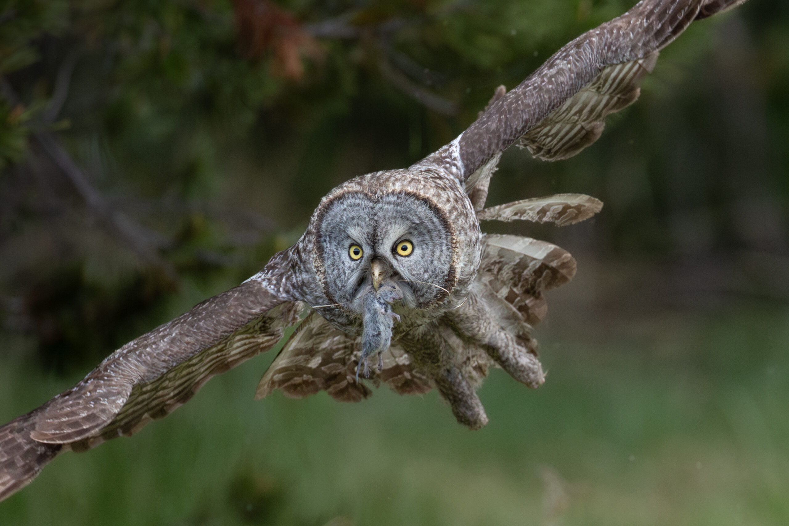 great gray owl with vole 
