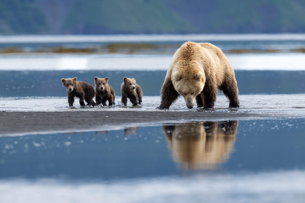 coastal brown bears