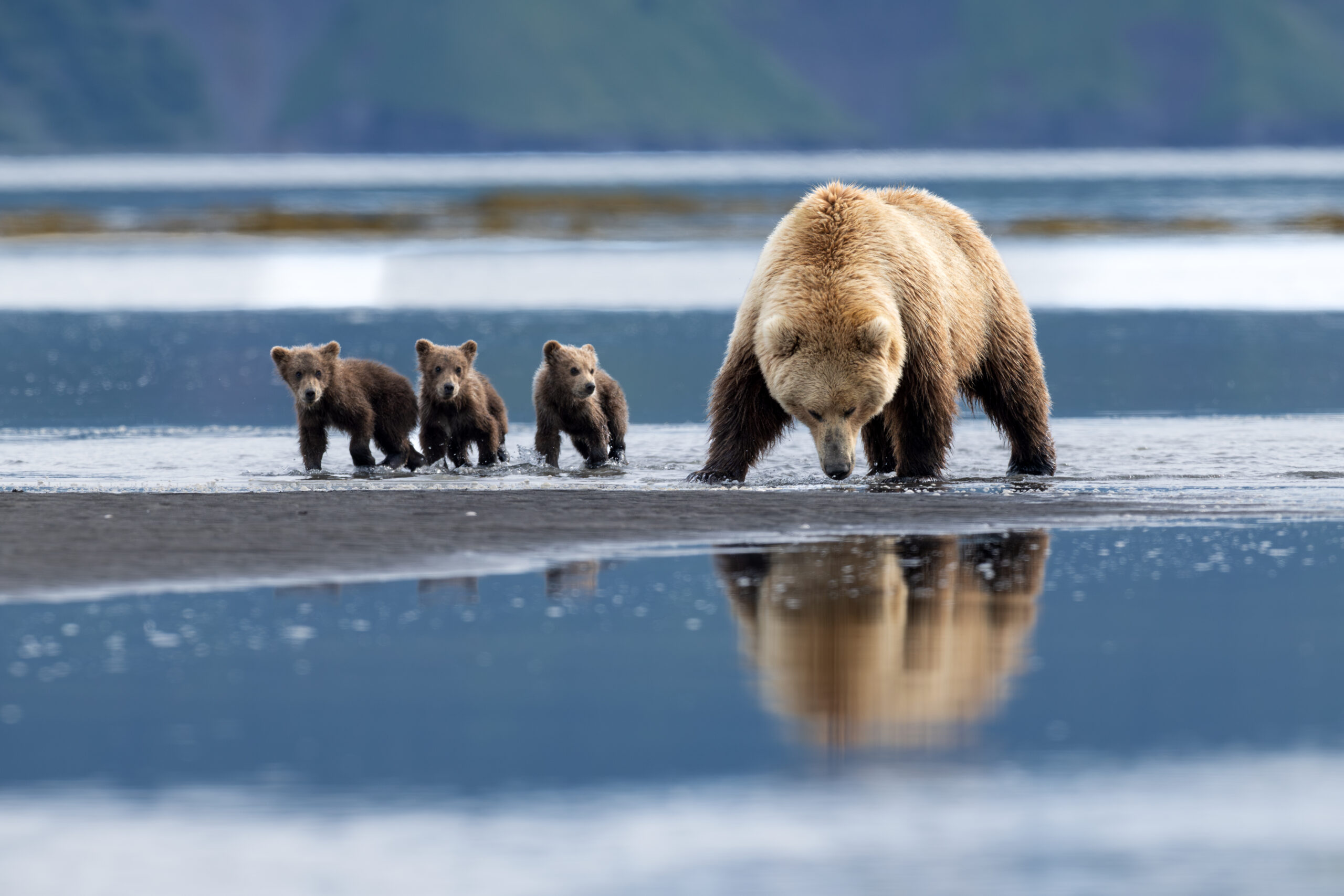 coastal brown bears