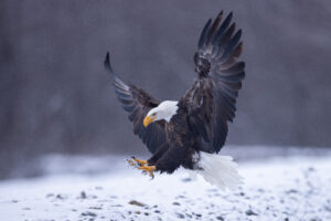 Photographing Bald Eagles in Haines, Alaska