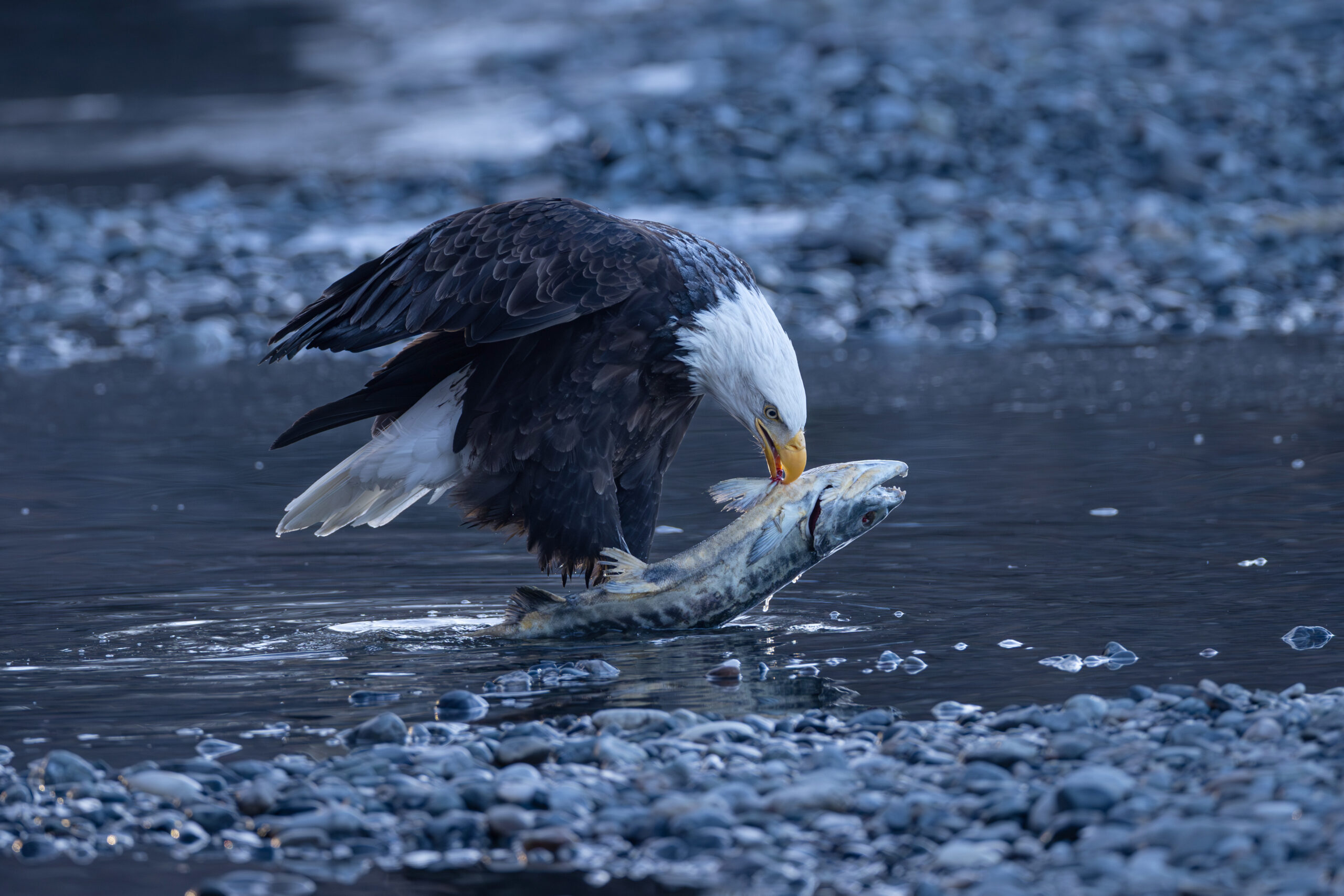 Bald Eagle eating salmon