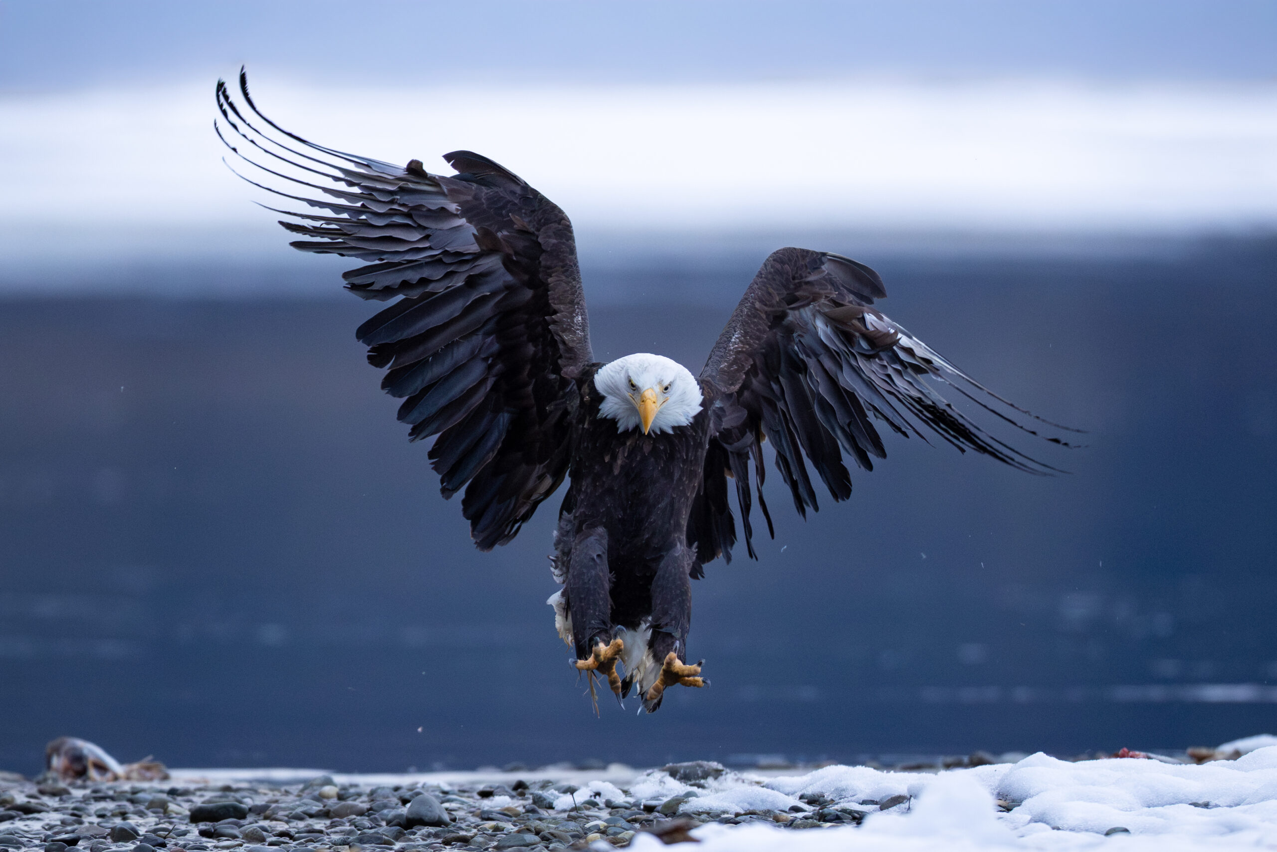 Bald eagle coming in for landing.
