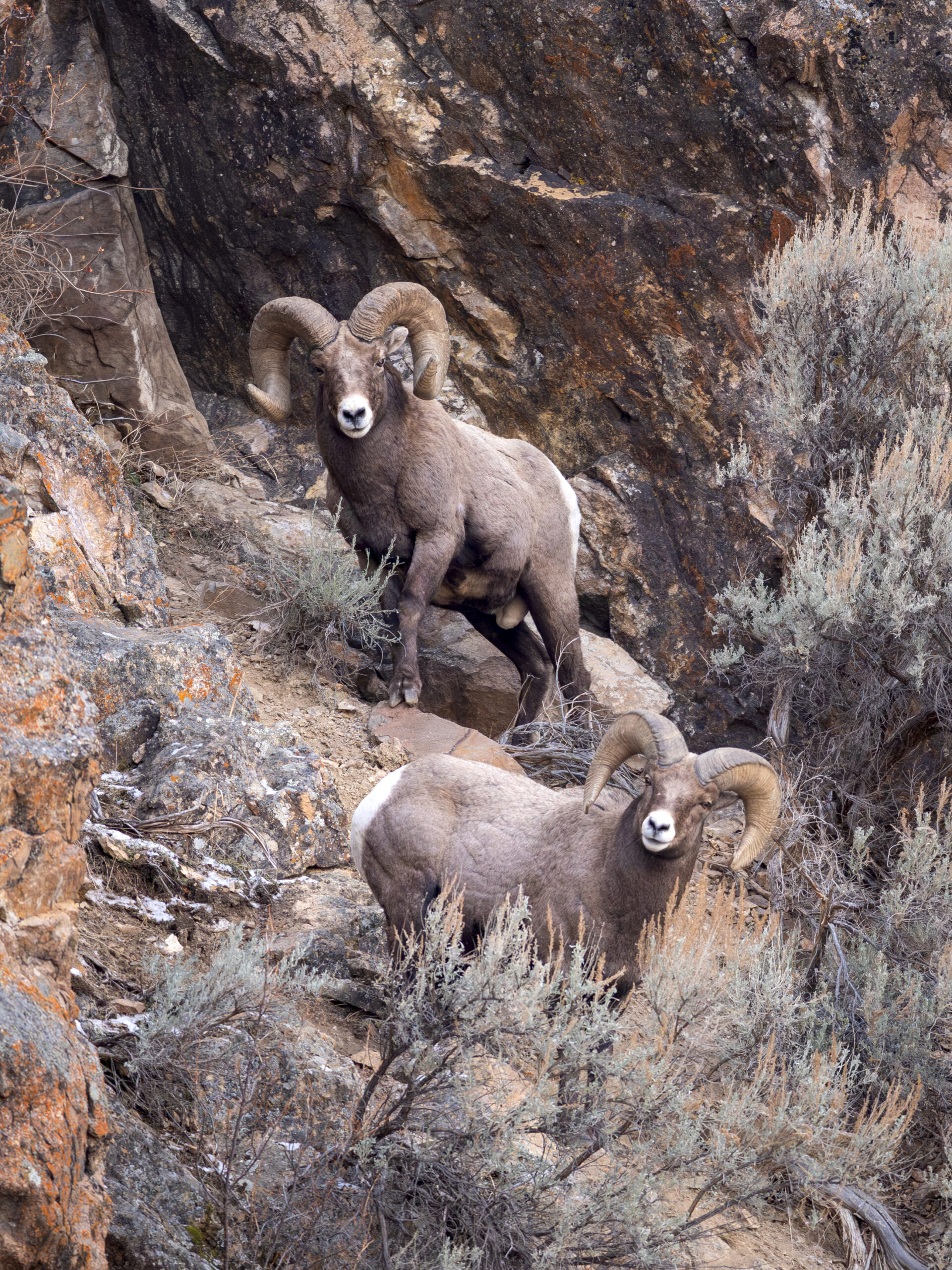 2 Bighorn Sheep on rocky cliff in Yellowstone National Park