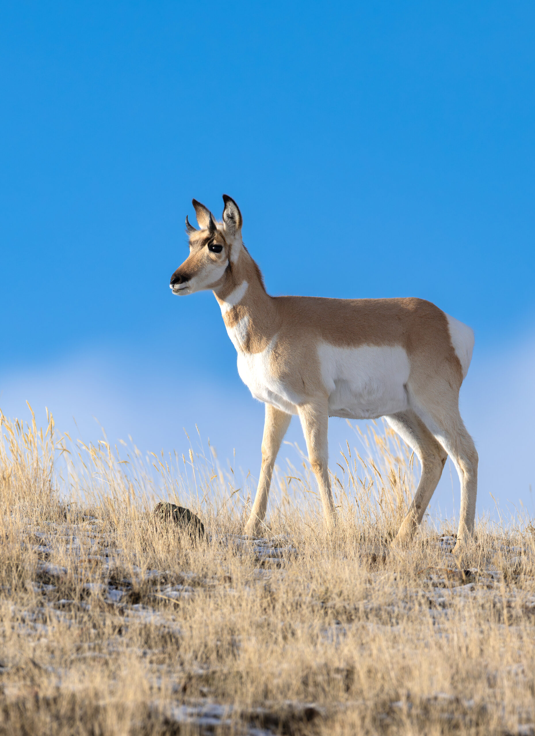 Pronghorn with blue skies standing on hill.