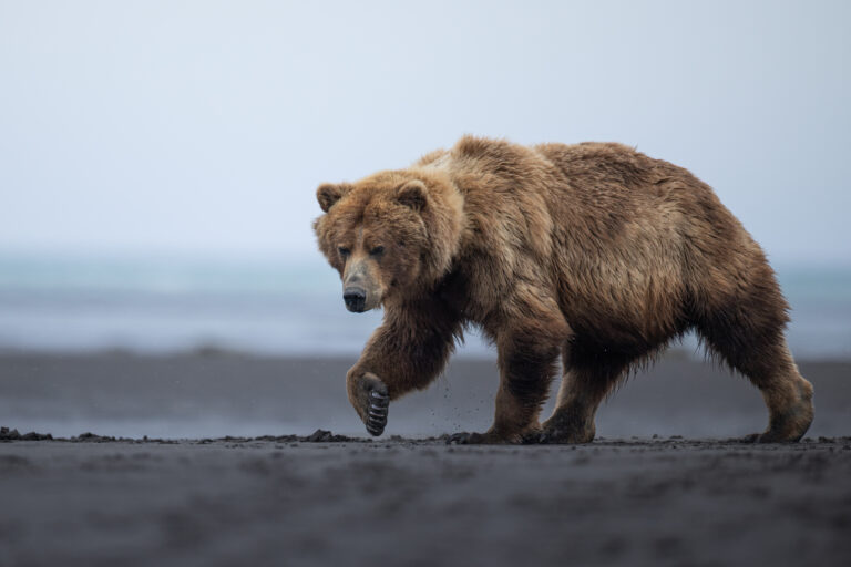 A coastal brown bear walking on shoreline in Katmai National Park.
