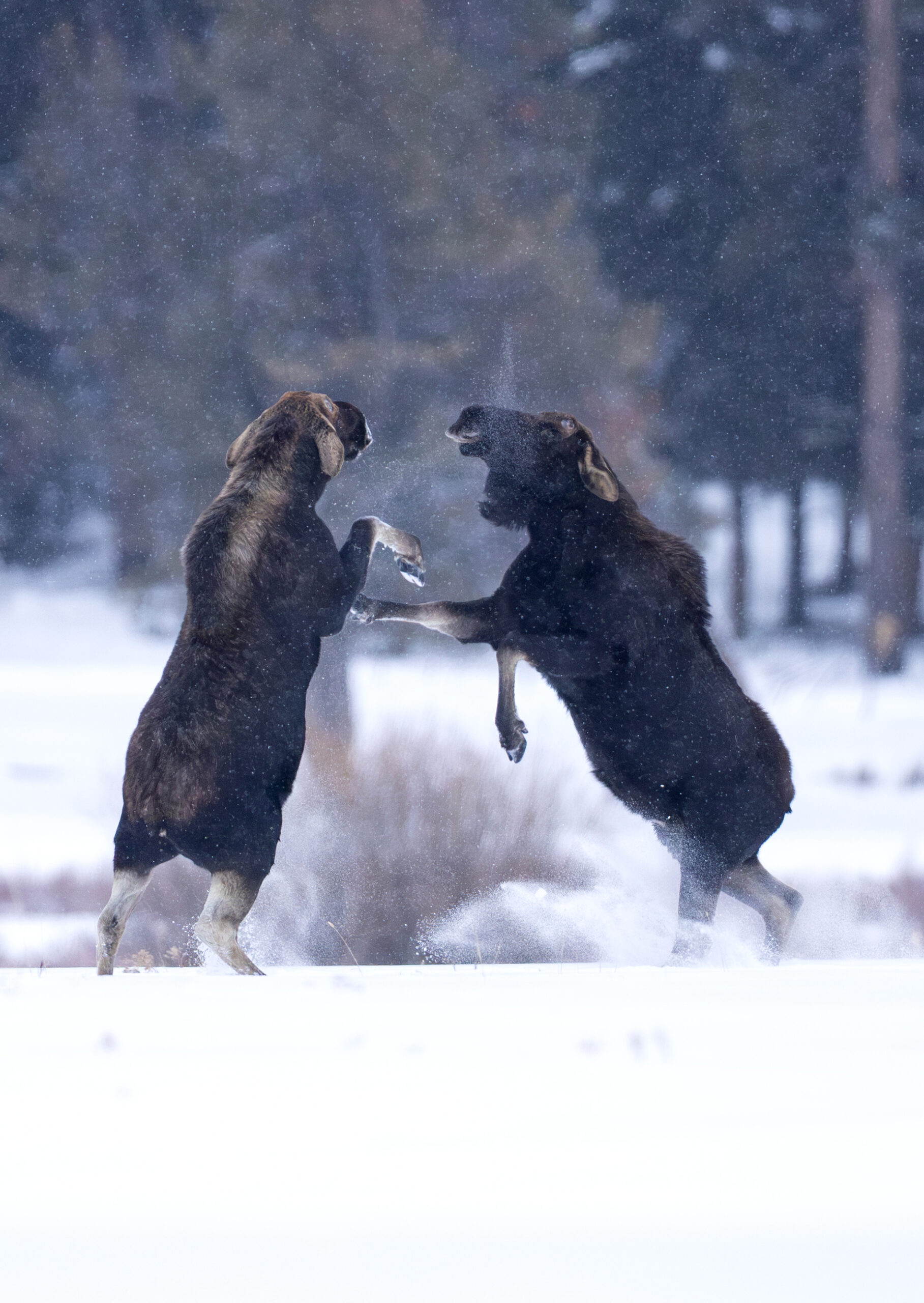 2 Bull moose sparring in Yellowstone National Park