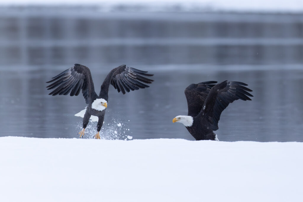 2 eagles fight over salmon carcass in Haines, Alaska
