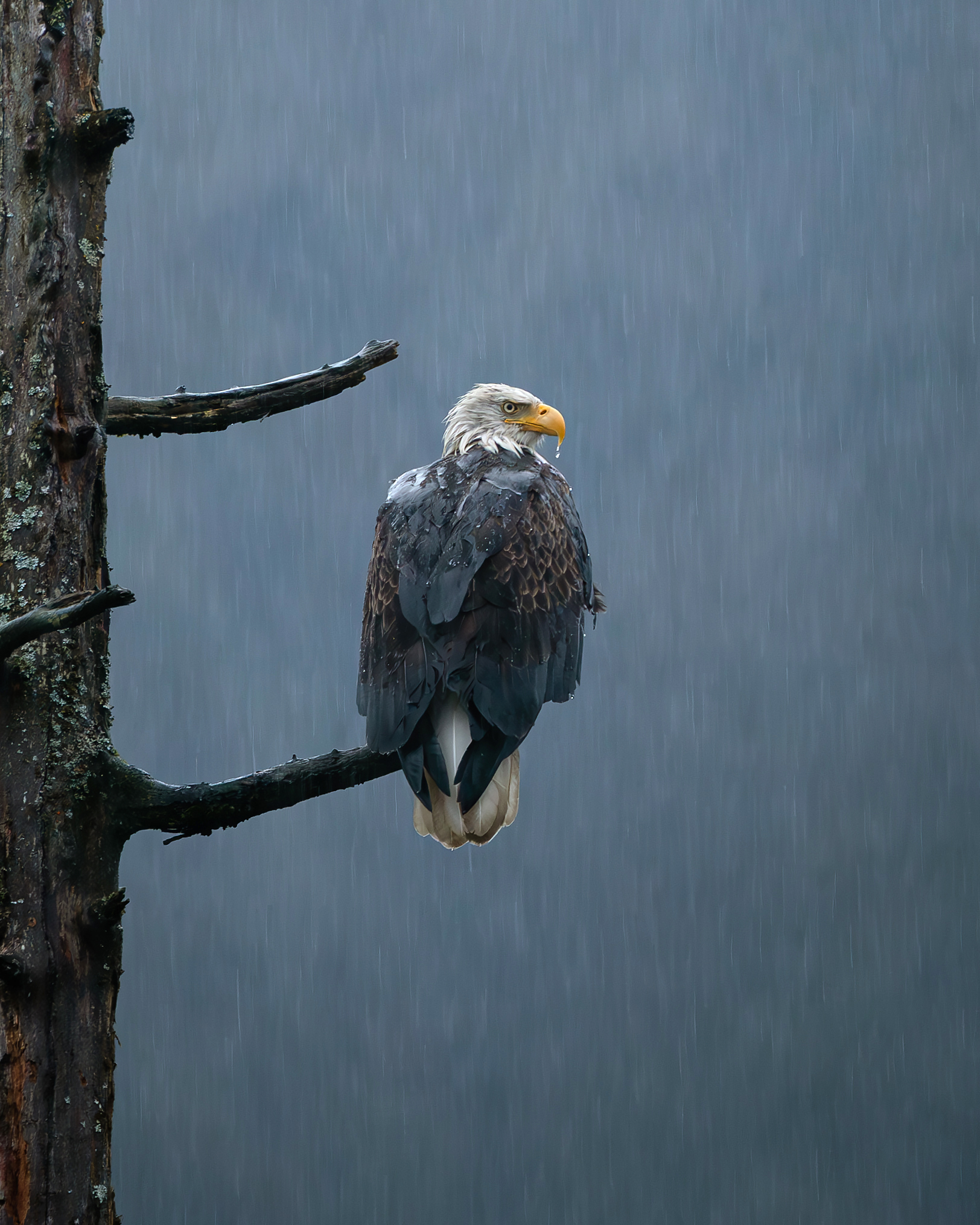 bald eagle