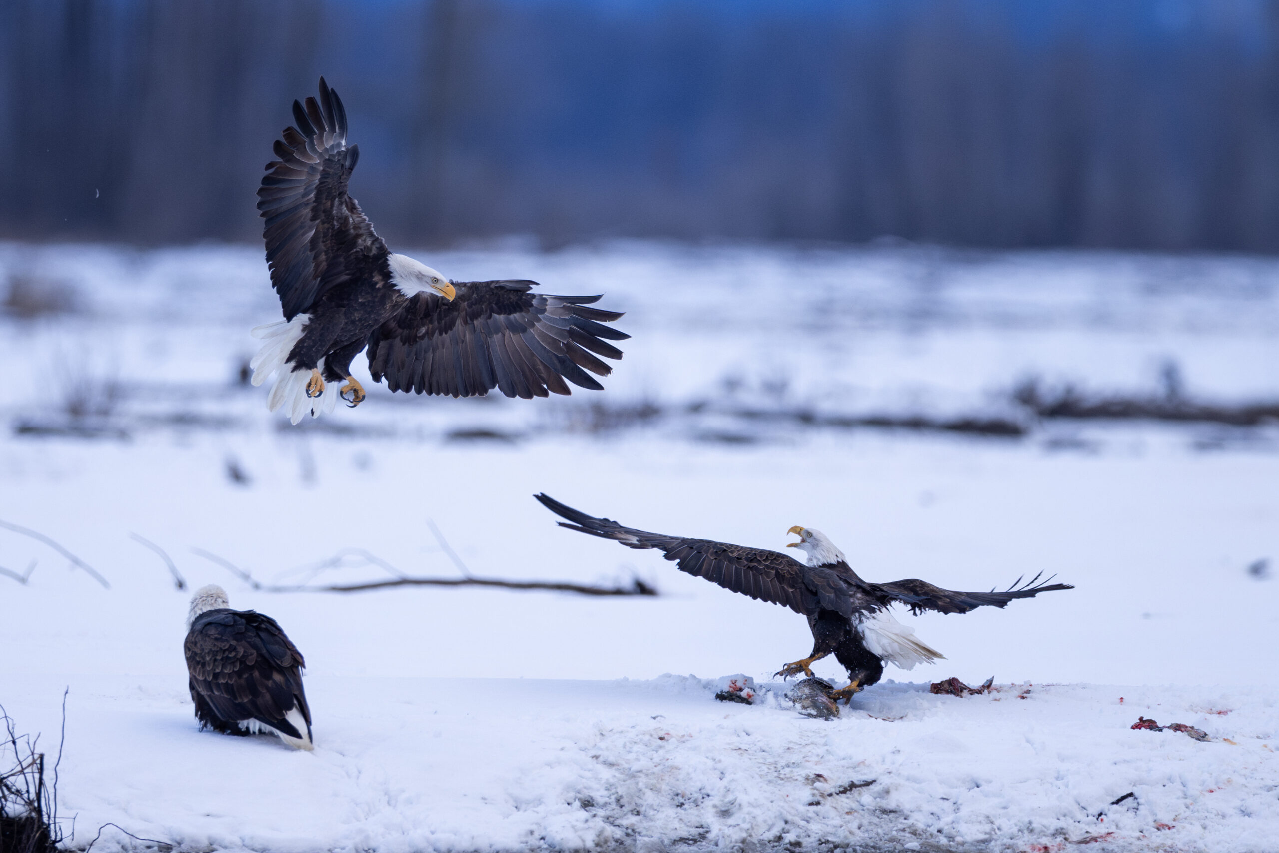 2 bald eagles fight over salmon