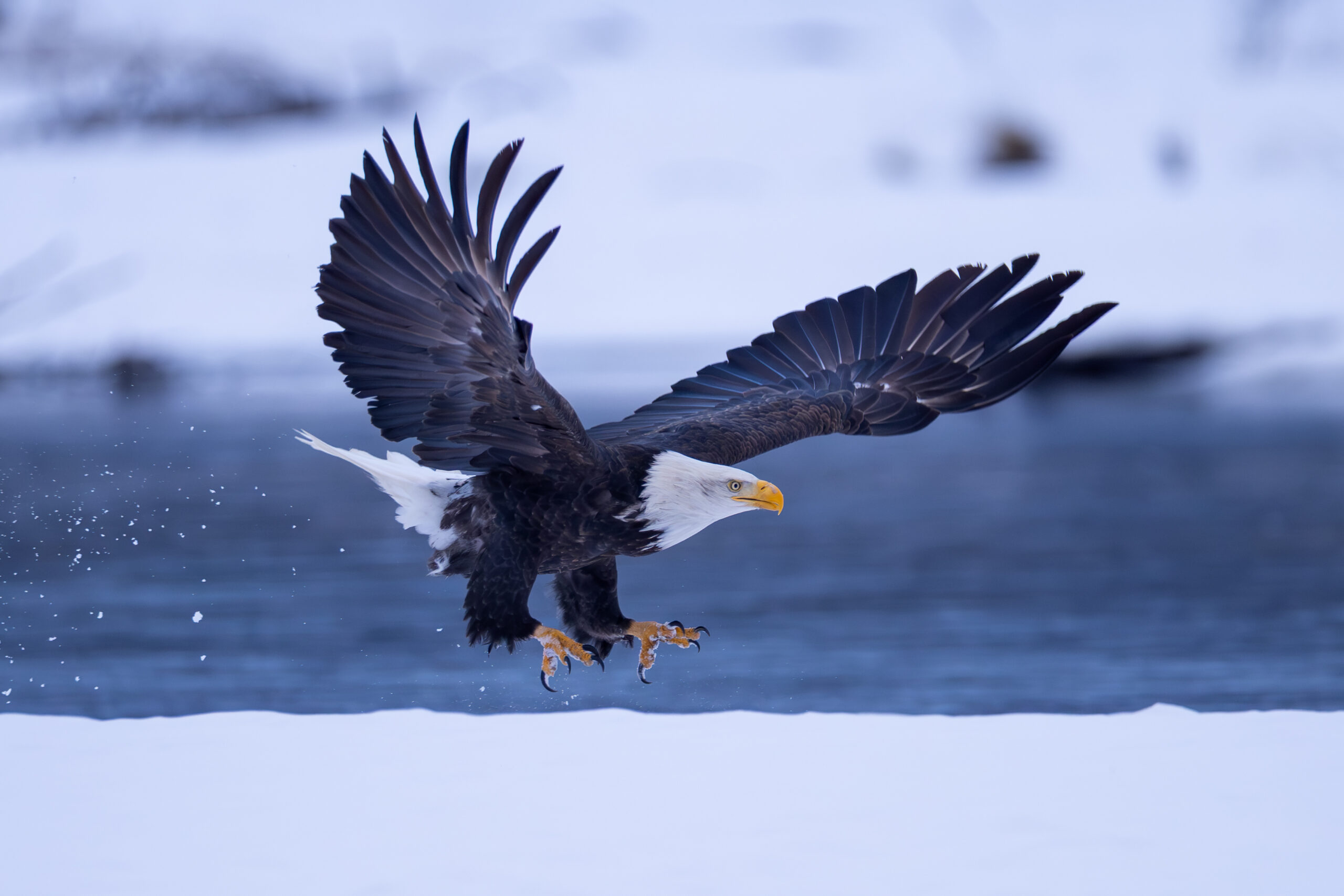 Bald eagle take off on a snowy scene in Haines, Alaska.