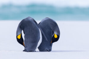 Chasing Feathers: Falkland Islands