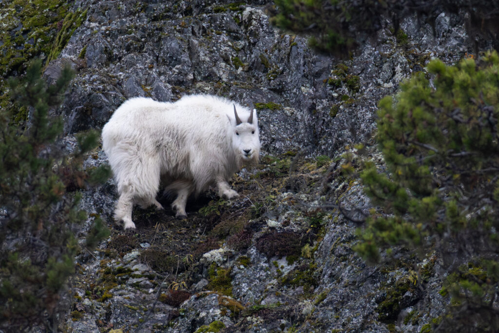 Mountain goat in Haines, Alaska