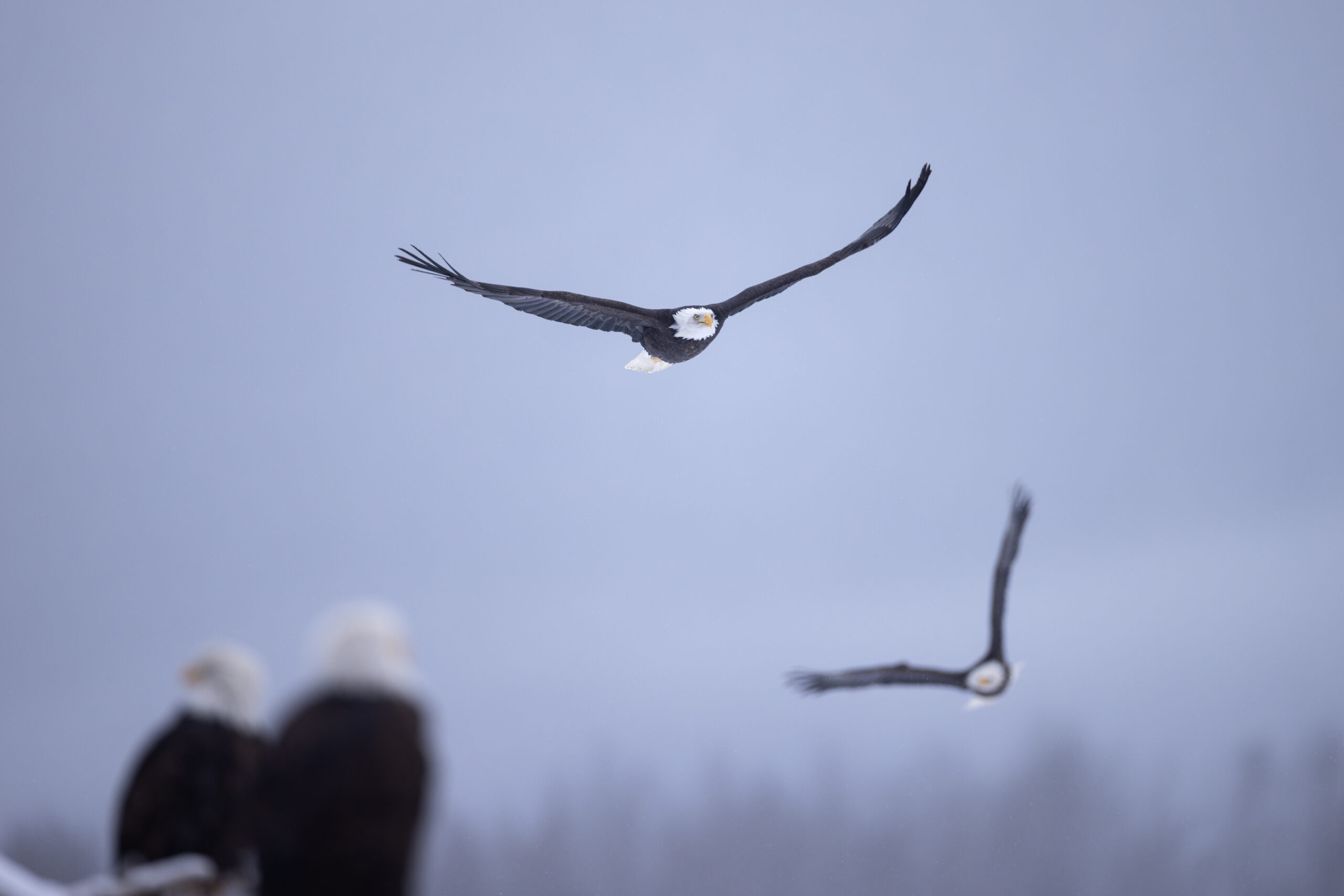 A pair of bald eagles flying low and another pair watching them.