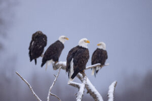 In the Valley of Eagles: Haines, Alaska