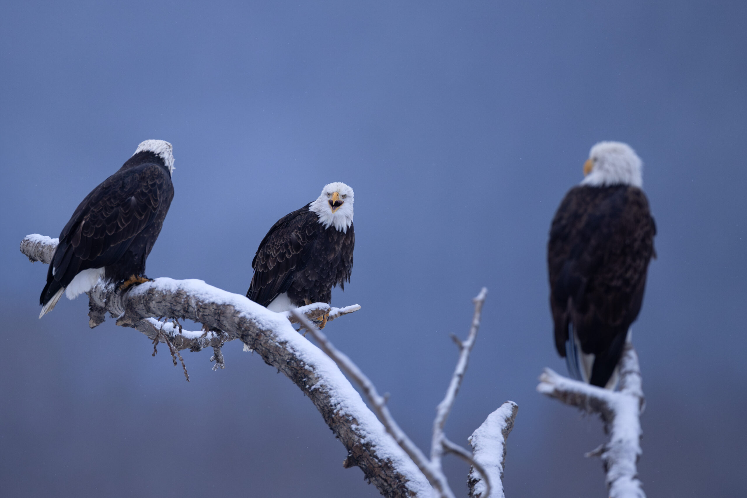 3 bald eagles perched on branches in Haines, Alaska