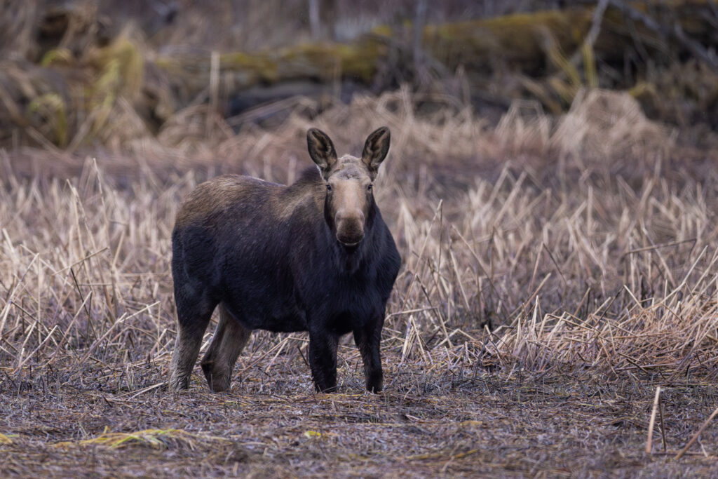 A moose in Haines, Alaska