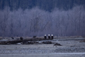 Haines Bald Eagles: How to See Alaska’s Famous Congregation