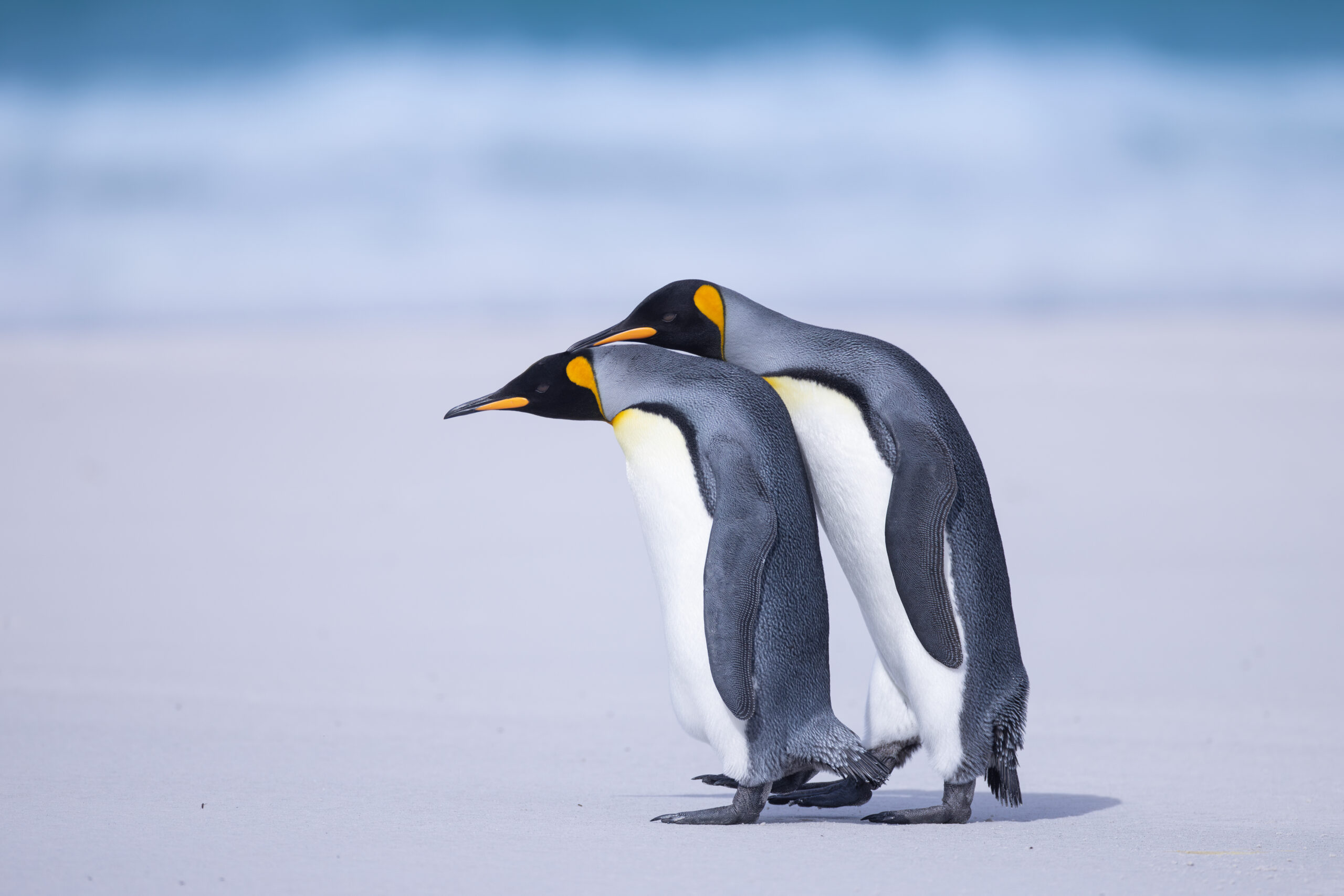 King Penguin Scaled
