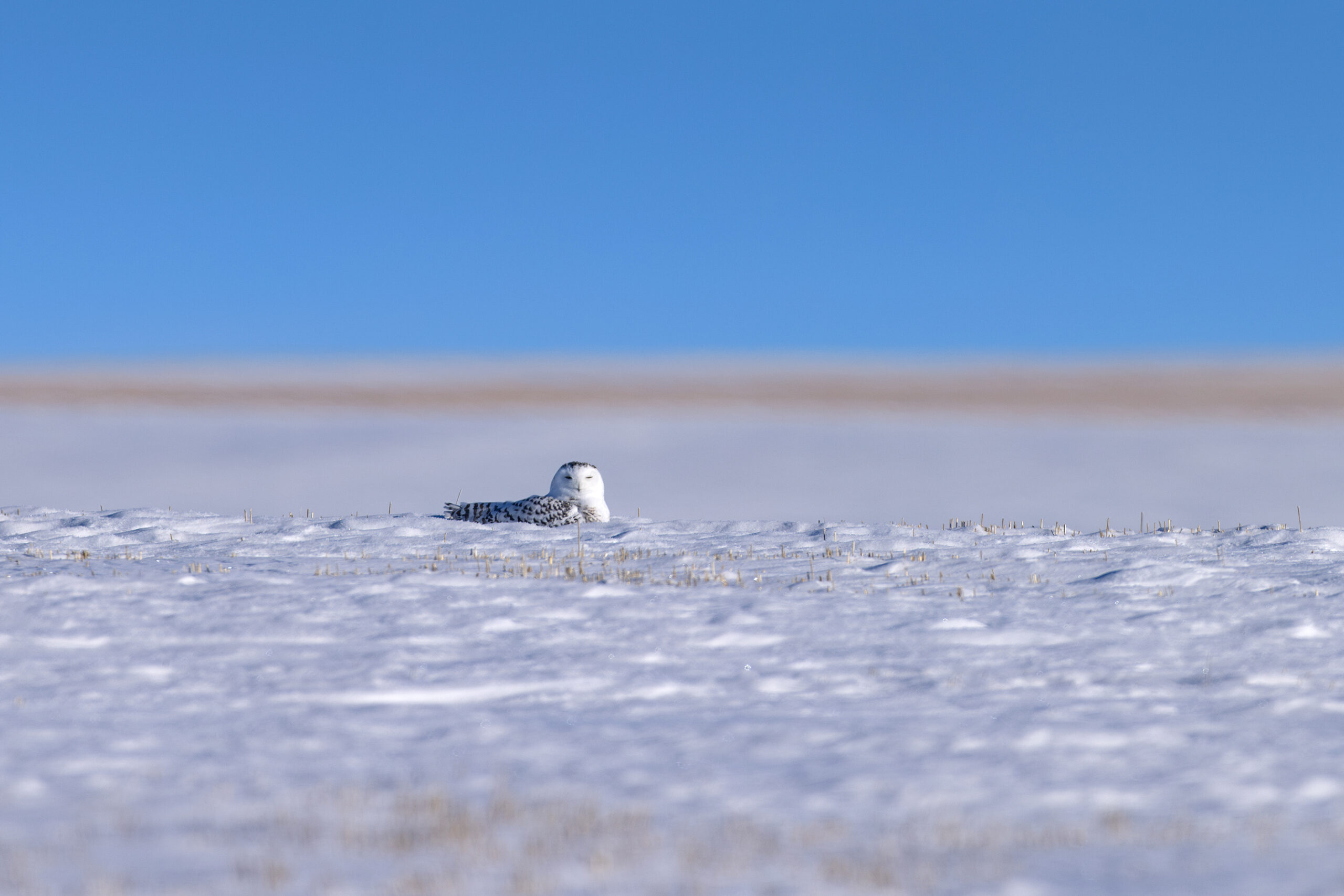 Snowy owl laying down on ground in Alberta prairies.