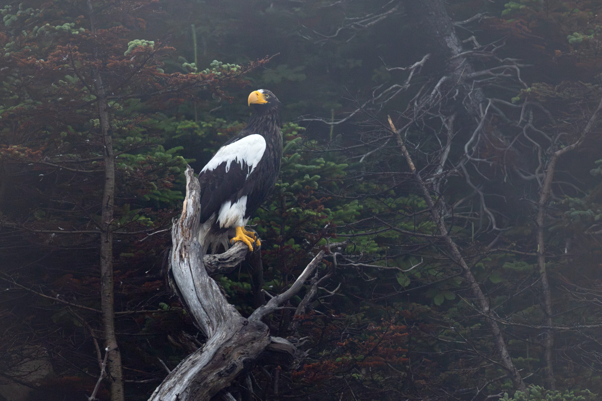 Steller's Sea Eagle 