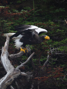Through the Fog: An Unforgettable Steller’s Sea Eagle Encounter