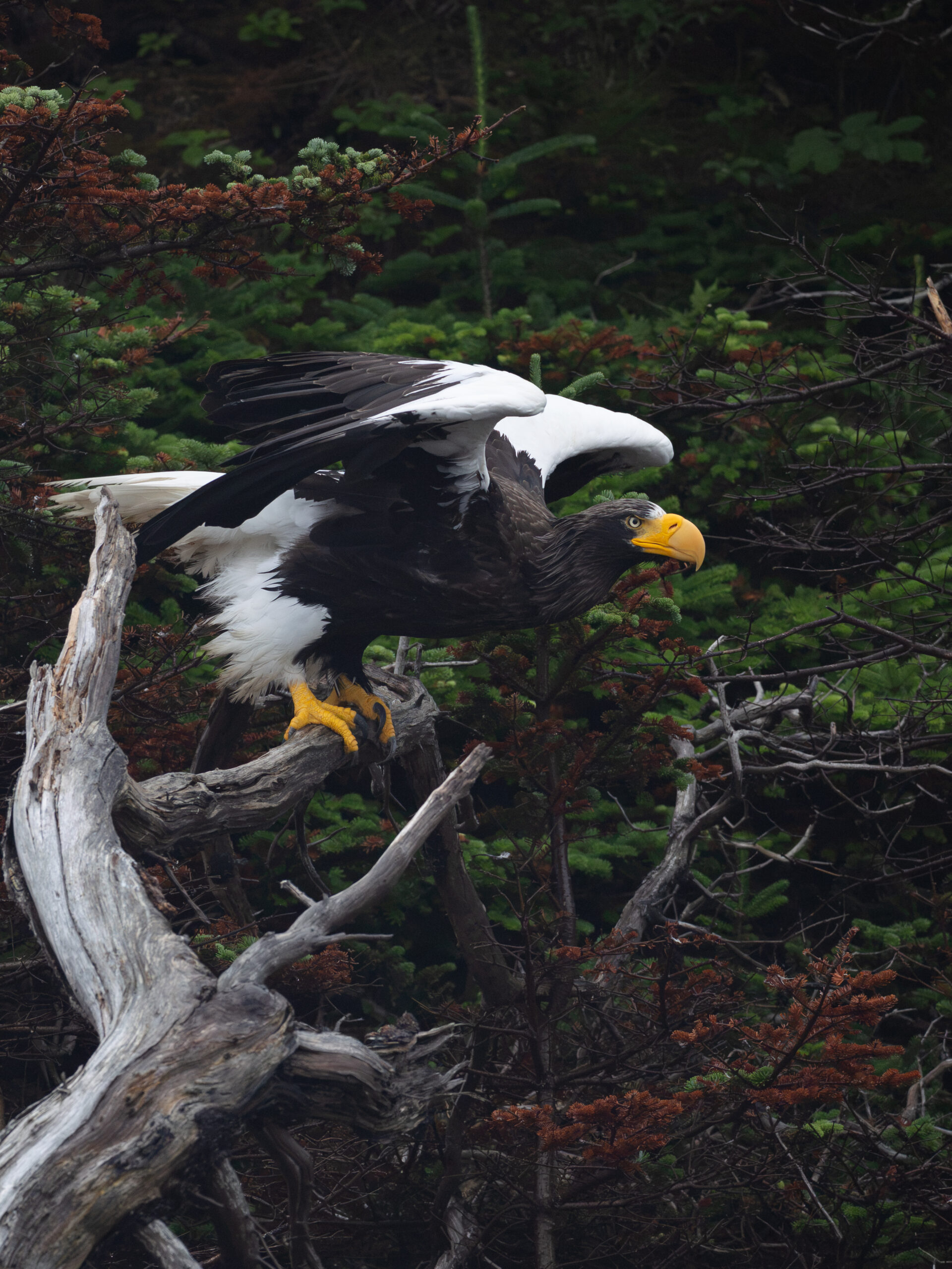 Steller's Sea Eagle takeoff