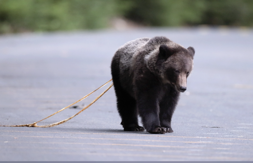 bear cub with tapeworms