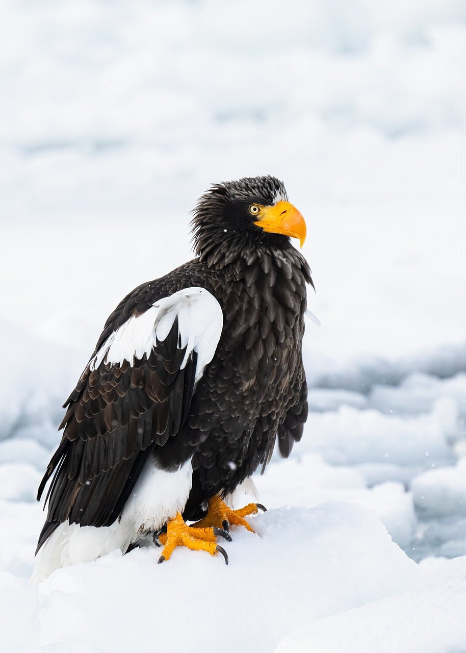 eagle, drift ice, rausu, hokkaido, japan, winter, nature, snow, plumage, beak, black, white, feathers, raptor, wings, wild, predator, orange beak, vulnerable species