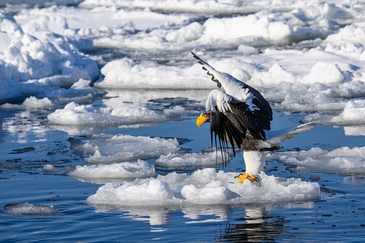 Japan Steller's Sea Eagle & Winter Wildlife Photography Workshop eagle, drift ice, rausu, hokkaido, japan, bird of prey, nature, snow, winter, conservation, wildlife, vulnerable species, wings, wild, orange beak, icy landscape, wild animals, steller's sea eagle, avian, haliaeetus pelagicus