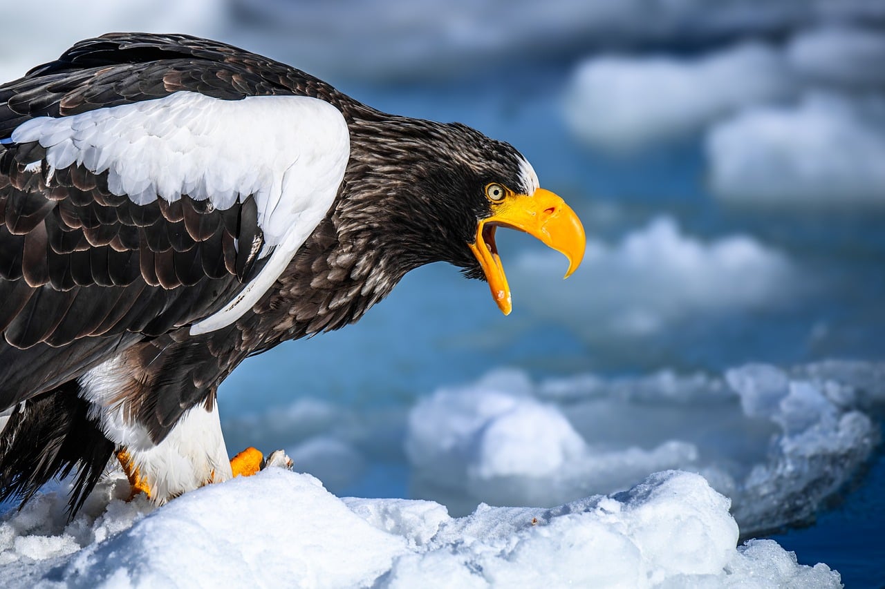 Japan Steller's Sea Eagle & Winter Wildlife Photography Workshop eagle, sea eagle, drift ice, winter, japan, vulnerable species, bird of prey, nature, wild, hokkaido, raptor, glacier, ecosystem, peace, beauty, conservation, calm, wilderness, ice, environment