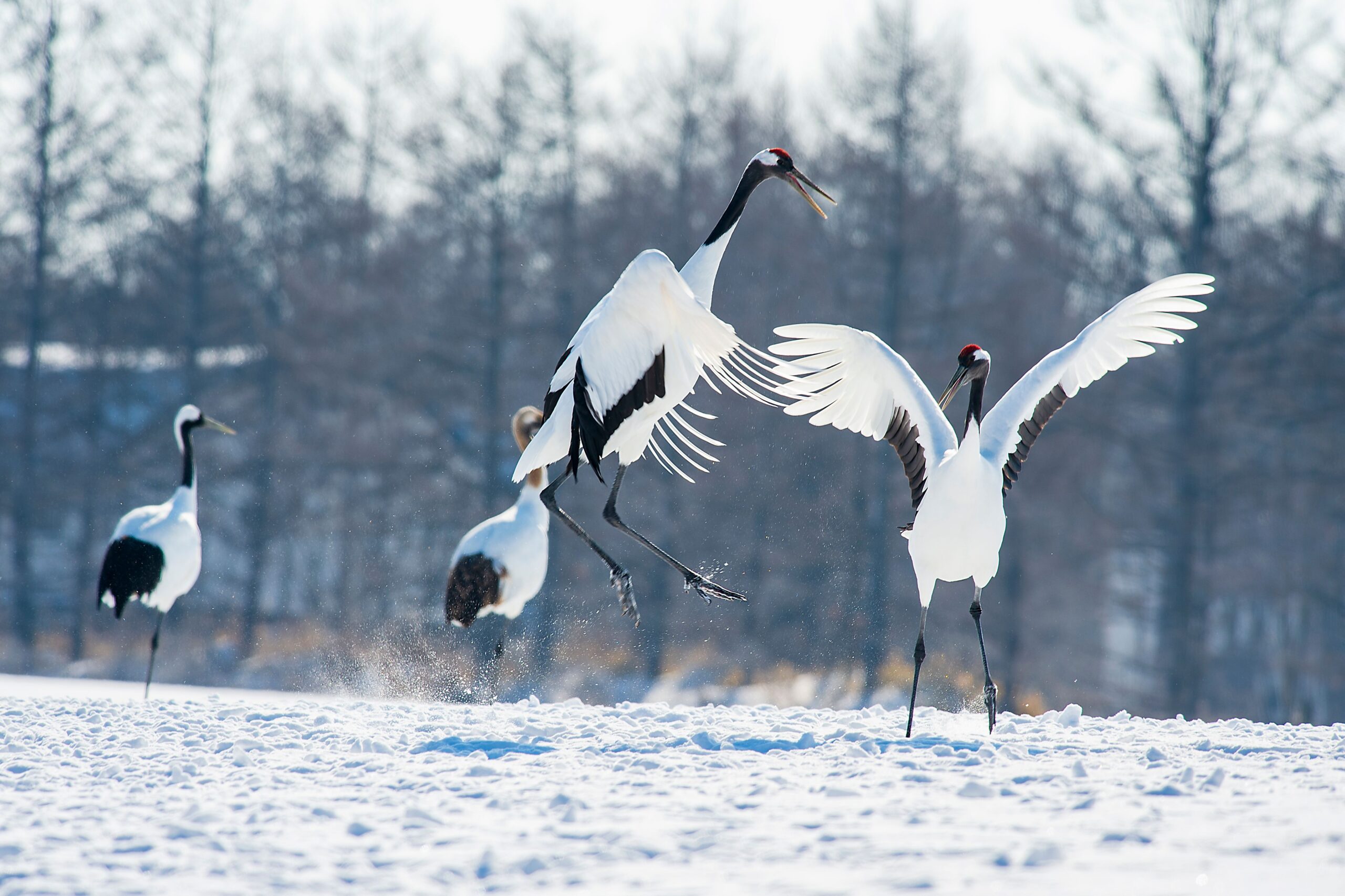 Japan Steller's Sea Eagle & Winter Wildlife Photography Workshop Red-crowned cranes gracefully dance in the snowy fields of Hokkaido, Japan, showcasing winter elegance.