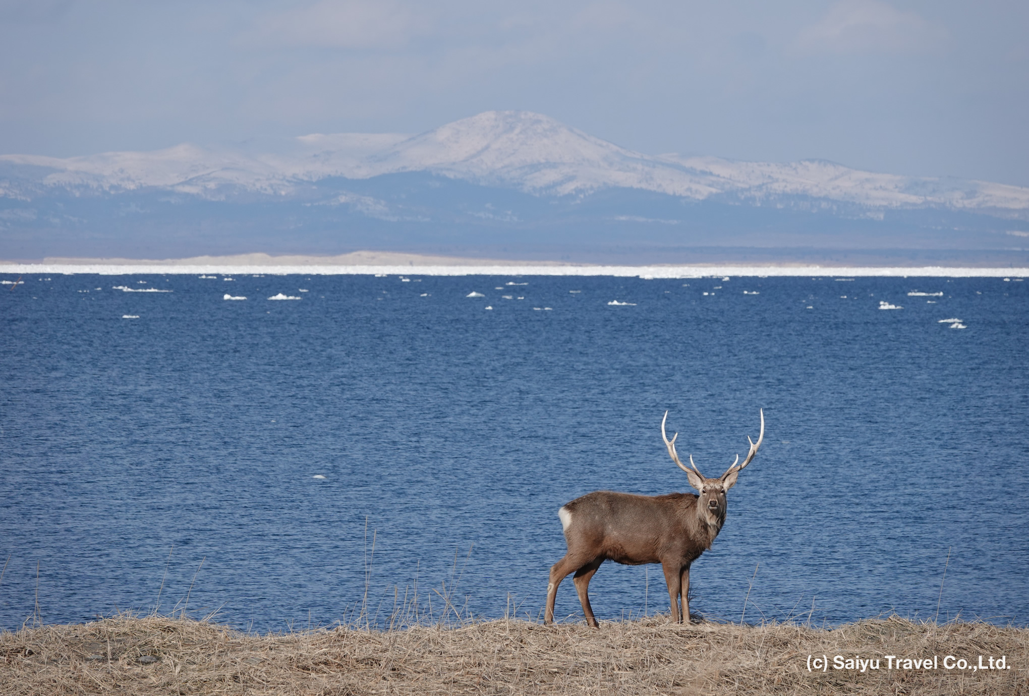 ezo sika deer s09