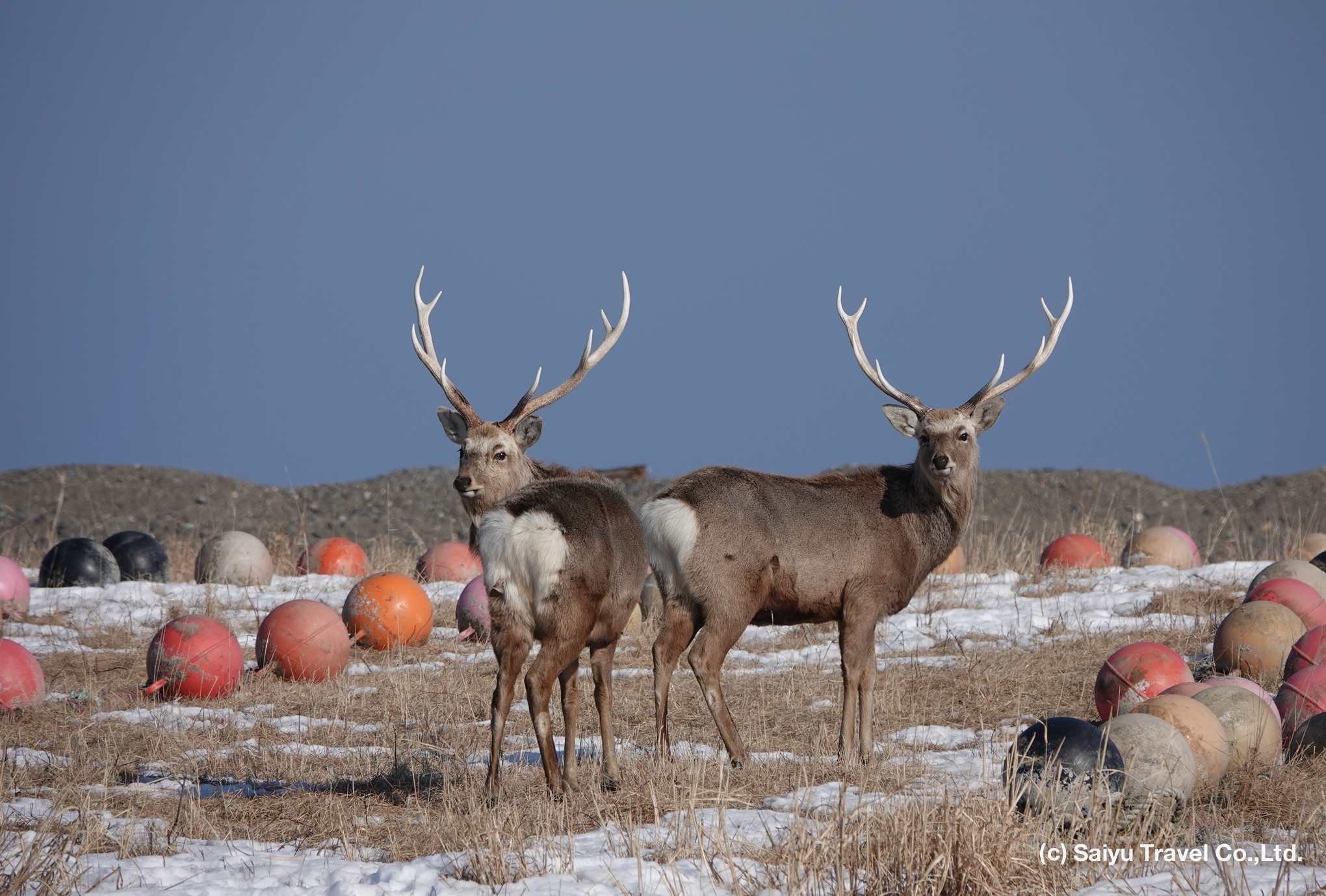 ezo sika deer s10