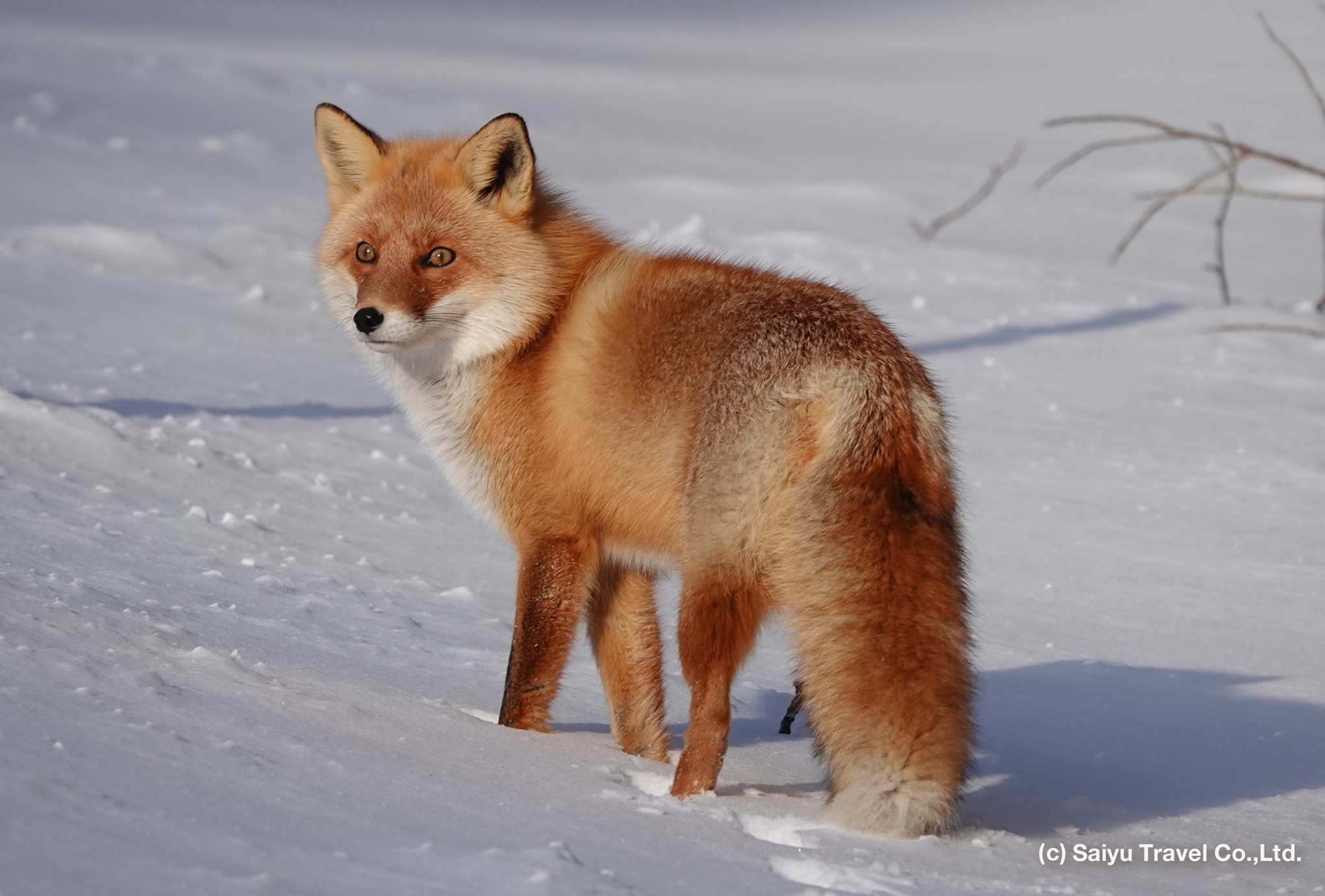 red fox s12
