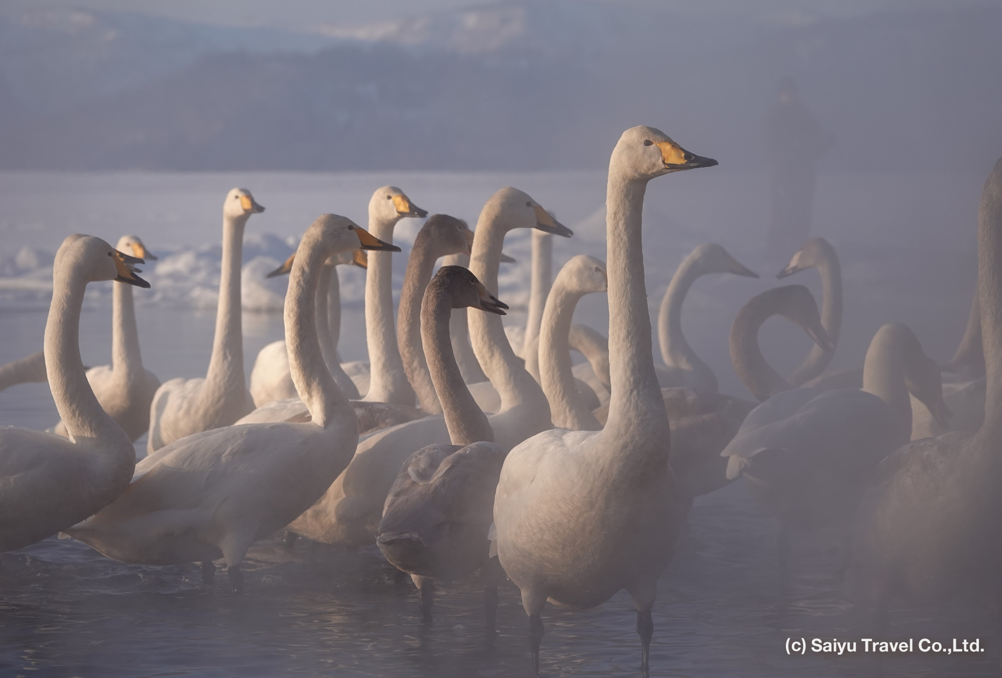 whooper swan s27