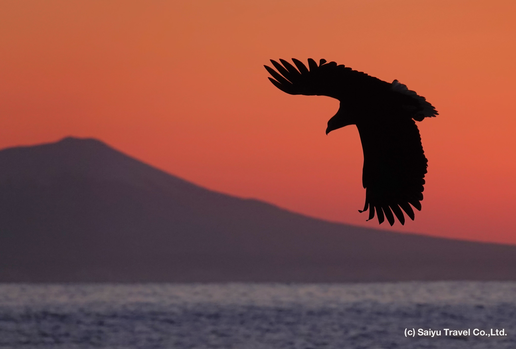 a eagle