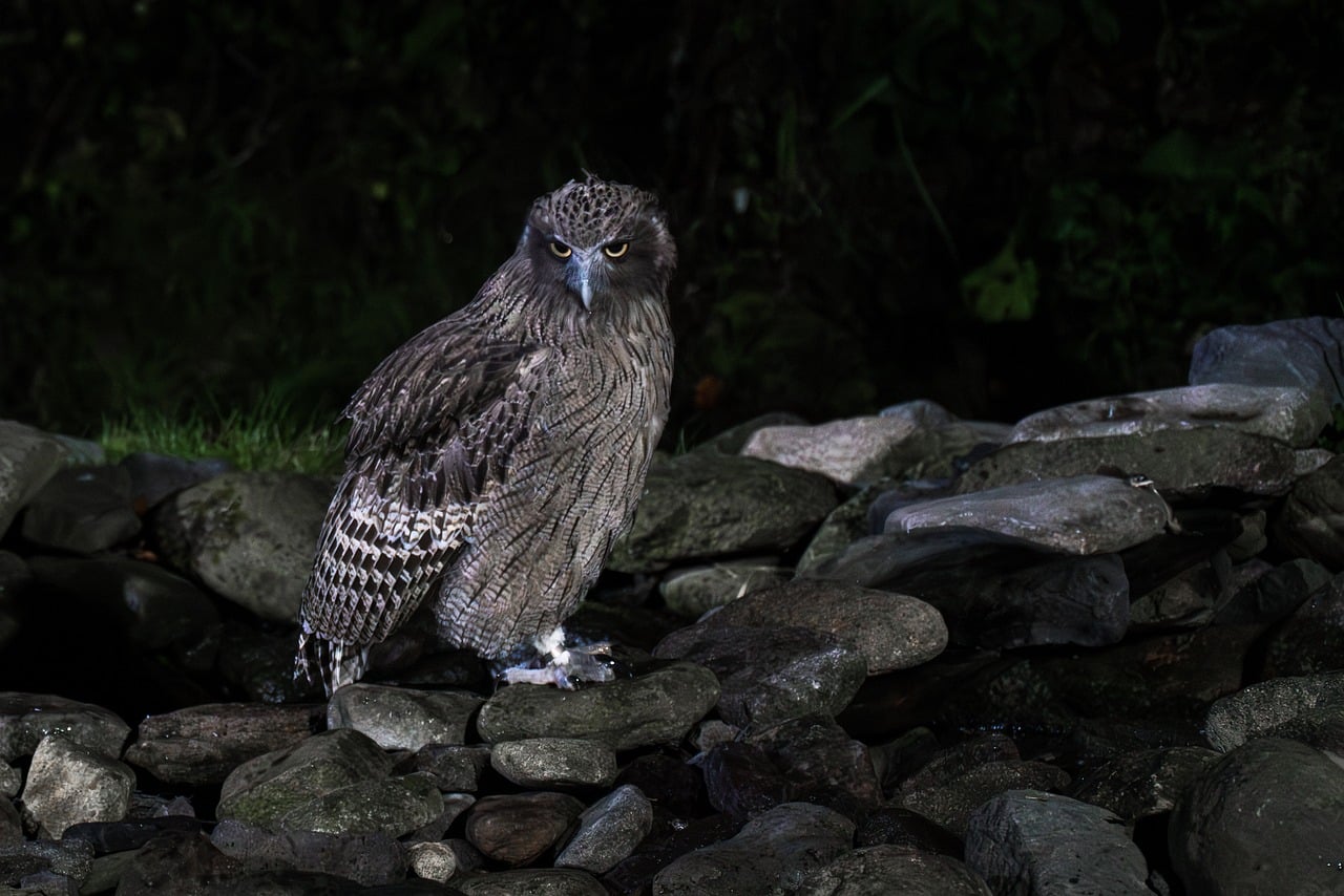 Japan Steller's Sea Eagle & Winter Wildlife Photography Workshop blakiston fish owl, owl, bird, animal, feathers, plumage, birds of prey, predator, wildlife, nature, raptor